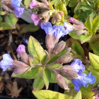 Pulmonaria angustifolia 